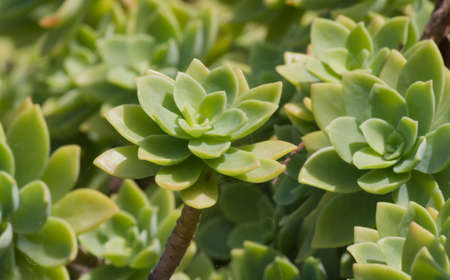 succulent plantの写真素材