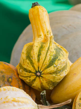 decorative pumpkinsの写真素材