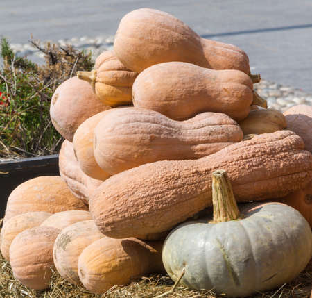 pumpkin in autumnの写真素材