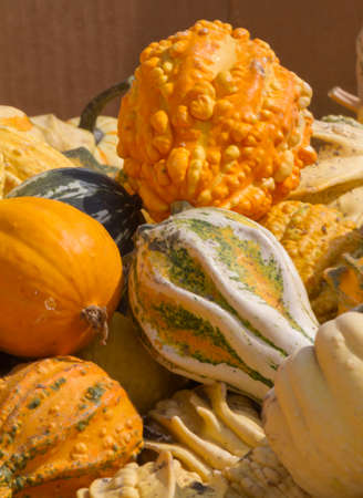 decorative pumpkinsの写真素材