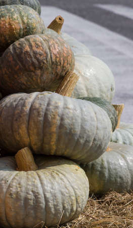 pumpkin in autumnの写真素材