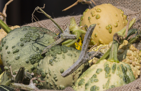 decorative pumpkinsの写真素材