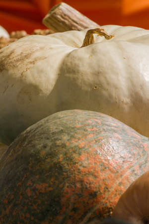 pumpkin in autumn