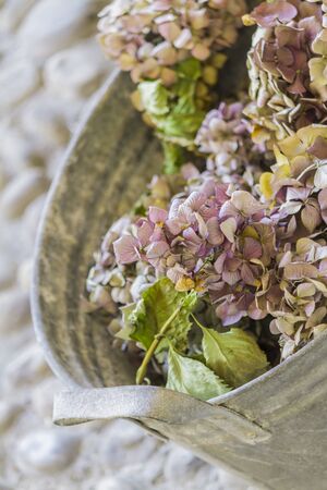 bouquet of dried hydrangeasの写真素材