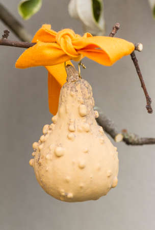 decorative pumpkinsの写真素材