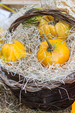 decorative pumpkinsの写真素材