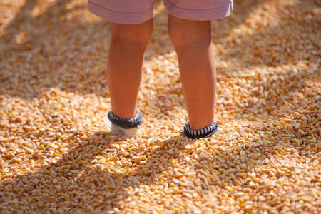 children playing with cornの写真素材