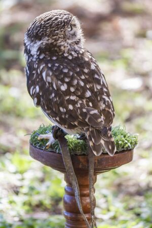 owl on perchの写真素材