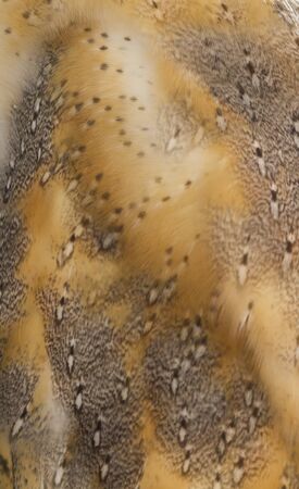 feathers owl
