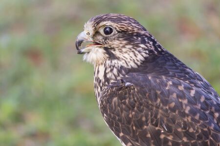 royal falconの写真素材