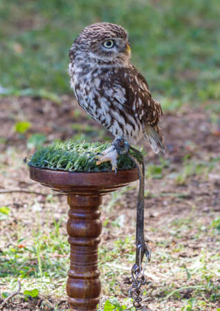 owl on perchの写真素材