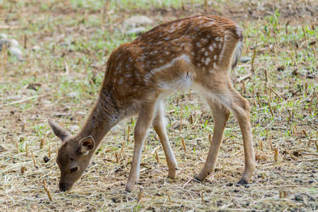 deer in the farmの写真素材