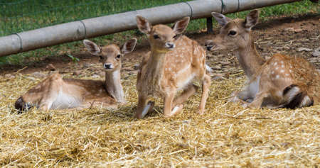 deer in the farmの写真素材
