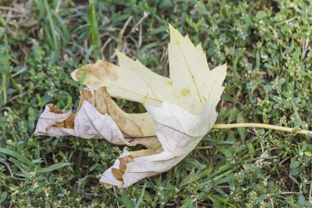 dry leaf on the lawn