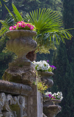 flower in the vaseの写真素材