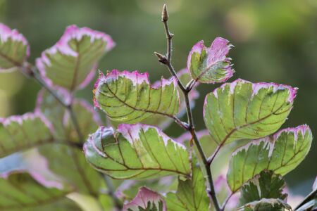 leaves on tree in the gardenの写真素材