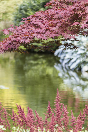 tree in the gardenの写真素材