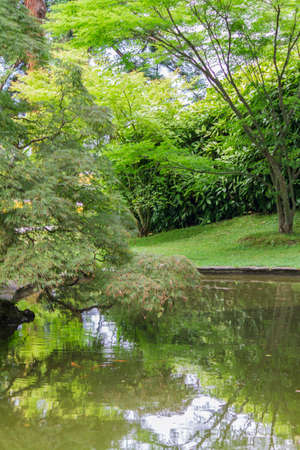 tree in the gardenの写真素材