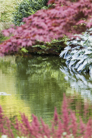 tree in the gardenの写真素材