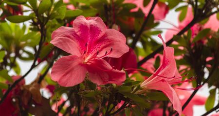 flowers in the gardenの写真素材