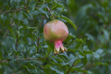 pomegranate on treeの写真素材