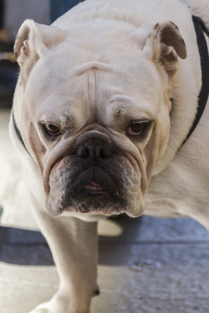 cute bulldogの写真素材