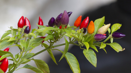 chili on plantの写真素材