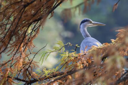 heron in autumn on treeの写真素材