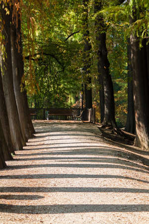 tree in the park in autumnの写真素材