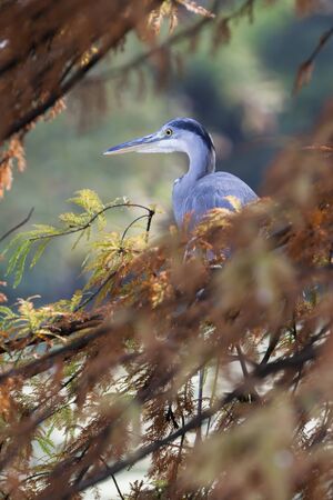 heron in autumn on treeの写真素材
