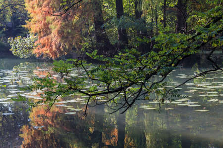 reflection on pond in autumnの写真素材