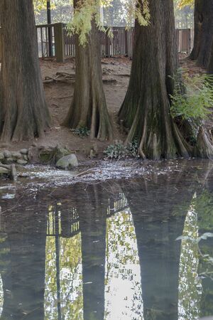 reflection on pond in autumn