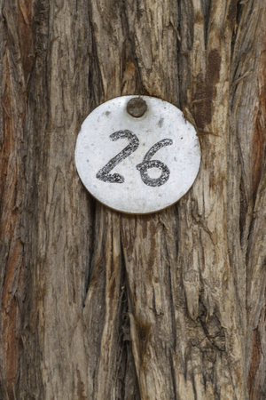 number twentysix on treeの写真素材
