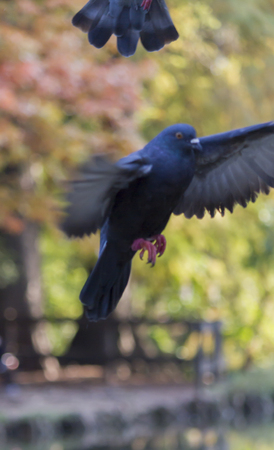 pigeon on lakeの写真素材