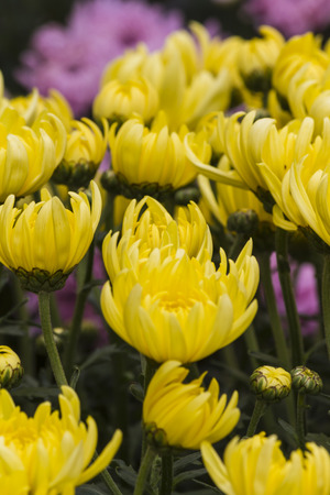 chrysanthemums in the gardenの写真素材