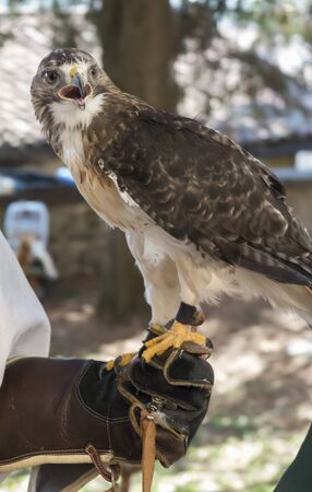 cute hawkの写真素材