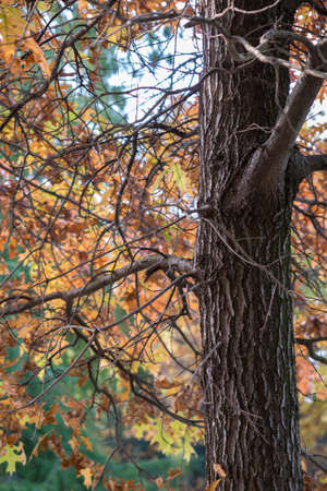 tree in the park in autumnの写真素材