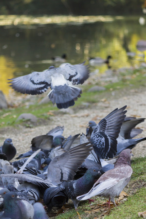 pigeons on lakeの写真素材