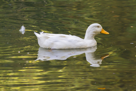 duck on lakeの写真素材
