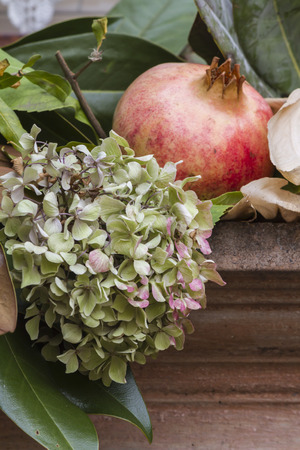 pomegranate and dried  hydrangeaの写真素材