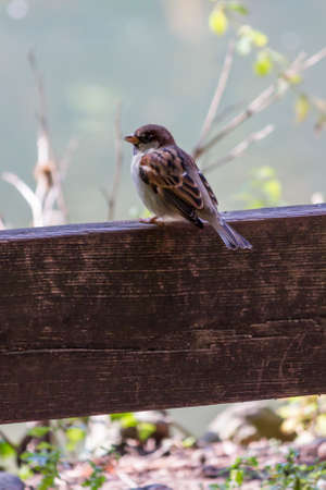 bird in the forest in autumnの写真素材