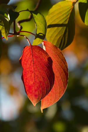 leaves in autumnの写真素材