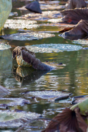 dried waterlily and reflection on lake in autumnの写真素材