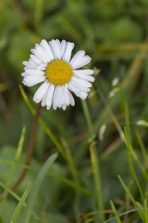 daisy in the meadowの写真素材