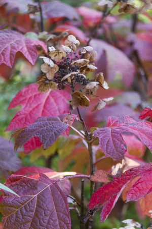 leaves in autumn