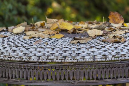 leaves in autumn in the garden
