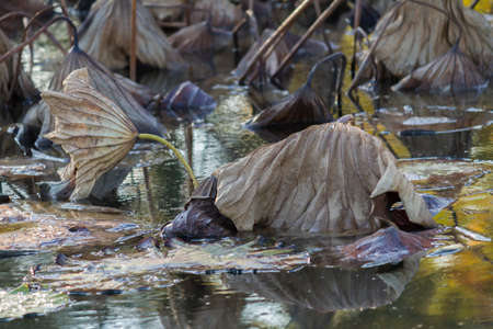 dried waterlily and reflection on lake in autumnの写真素材