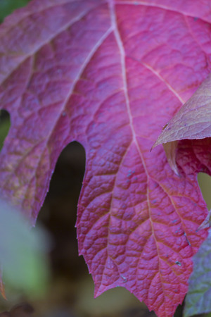 leaves in autumnの写真素材