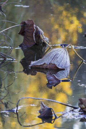 dried waterlily and reflection on lake in autumnの写真素材
