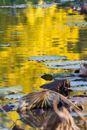 dried waterlily and reflection on lake in autumnの写真素材